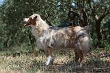 BERGER AUSTRALIEN 511